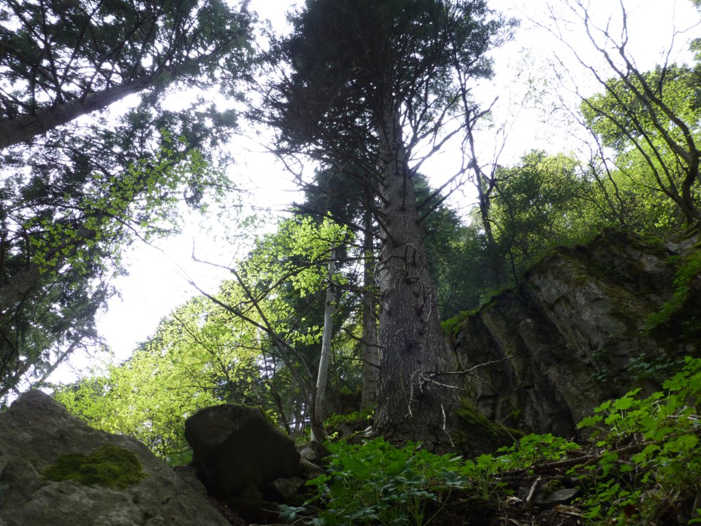 http://www.tonyco.net/pictures/Canyon_Waterfalls_Smolyan_16_05_2015/photo95.jpg