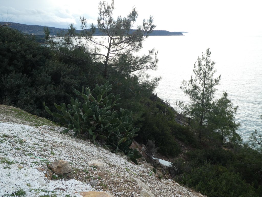 http://www.tonyco.net/pictures/Christmas_Thassos_2019/photo69.jpg