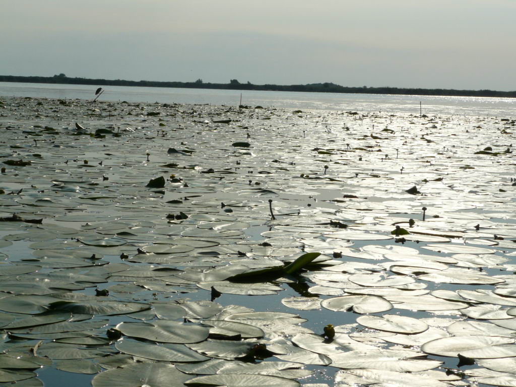 http://www.tonyco.net/pictures/Danube_Delta_26_06_2008/P1030460.JPG