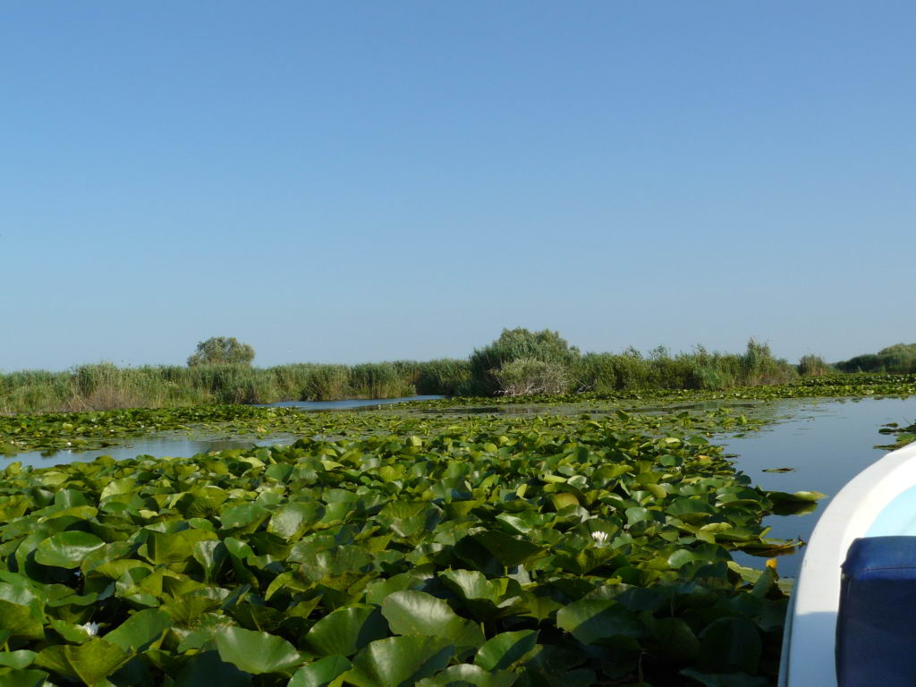 http://www.tonyco.net/pictures/Danube_Delta_26_06_2008/P1030483.JPG