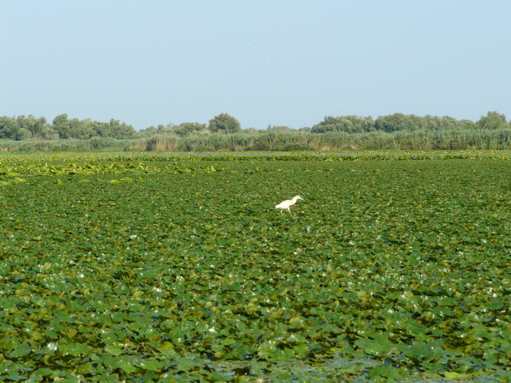 http://www.tonyco.net/pictures/Danube_Delta_26_06_2008/P1030493.JPG