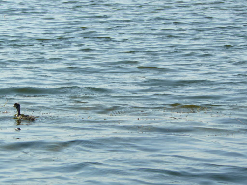 http://www.tonyco.net/pictures/Danube_Delta_26_06_2008/P1030528.JPG