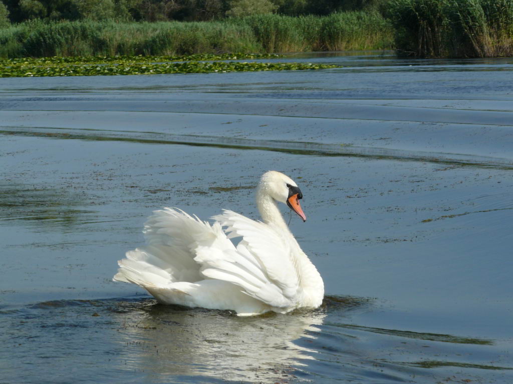 http://www.tonyco.net/pictures/Danube_Delta_26_06_2008/P1030535.JPG