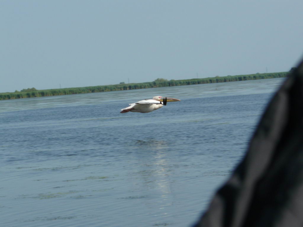 http://www.tonyco.net/pictures/Danube_Delta_26_06_2008/P1030543.JPG