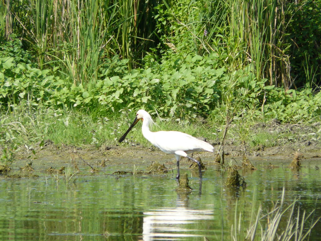 http://www.tonyco.net/pictures/Danube_Delta_26_06_2008/P1030546.JPG