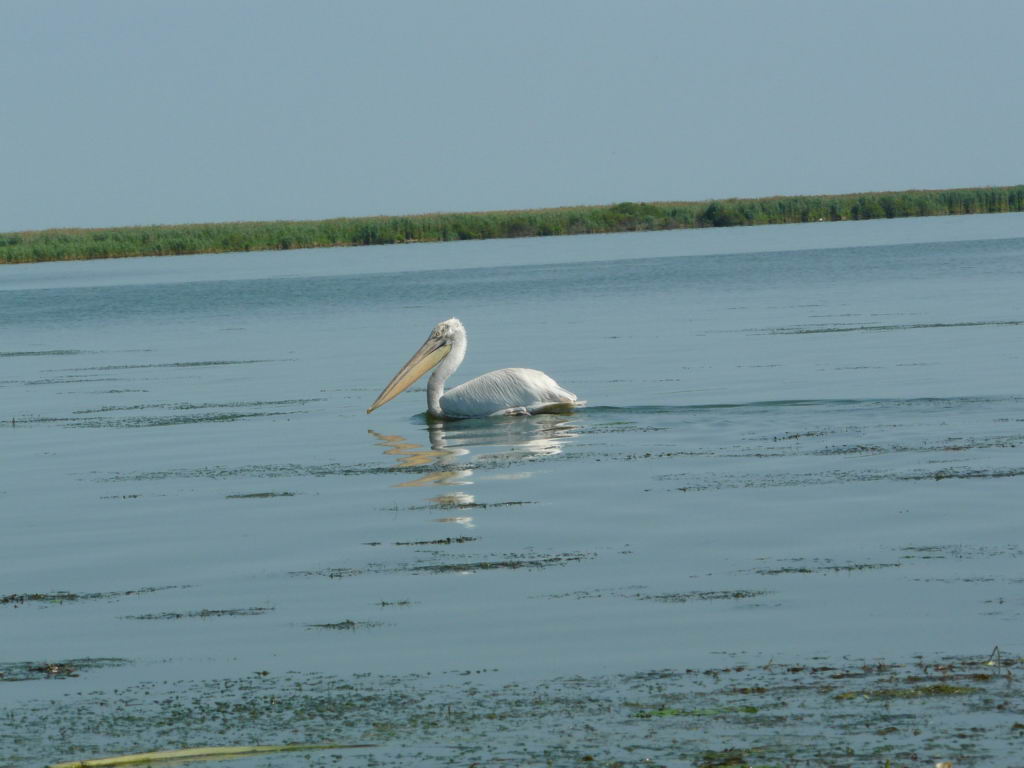 http://www.tonyco.net/pictures/Danube_Delta_26_06_2008/P1030549.JPG