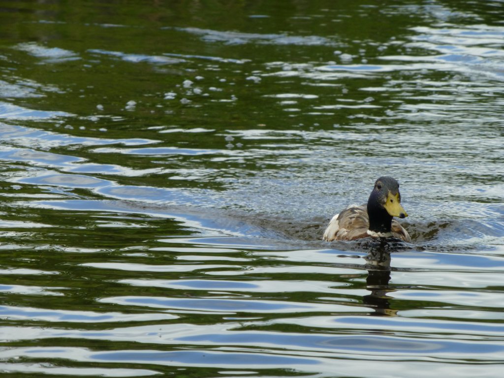 http://www.tonyco.net/pictures/Euro_Trip_2018/Giethoorn/photo45.jpg