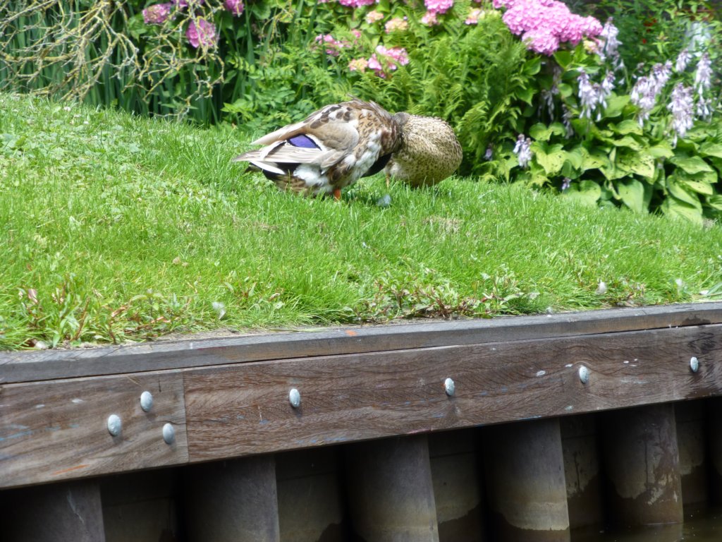 http://www.tonyco.net/pictures/Euro_Trip_2018/Giethoorn/photo61.jpg