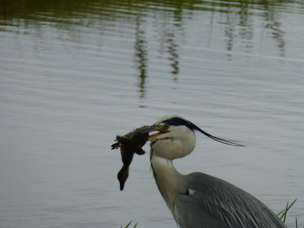 http://www.tonyco.net/pictures/Euro_Trip_2018/Zaanse_Schans/photo15.jpg