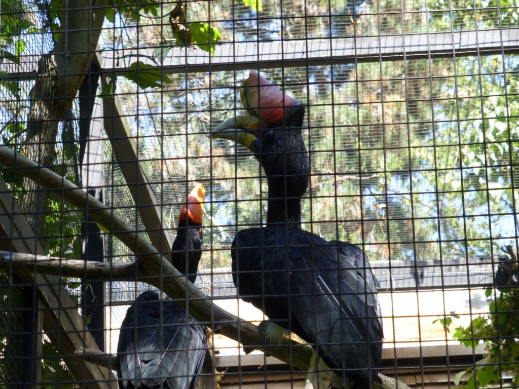 http://www.tonyco.net/pictures/Euro_Trip_2018/Zoo_Prague/photo115.jpg