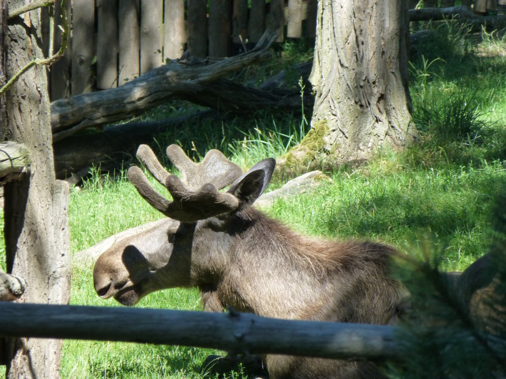 http://www.tonyco.net/pictures/Euro_Trip_2018/Zoo_Prague/photo120.jpg