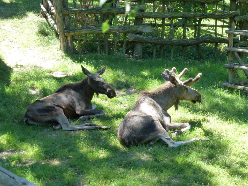 http://www.tonyco.net/pictures/Euro_Trip_2018/Zoo_Prague/photo121.jpg