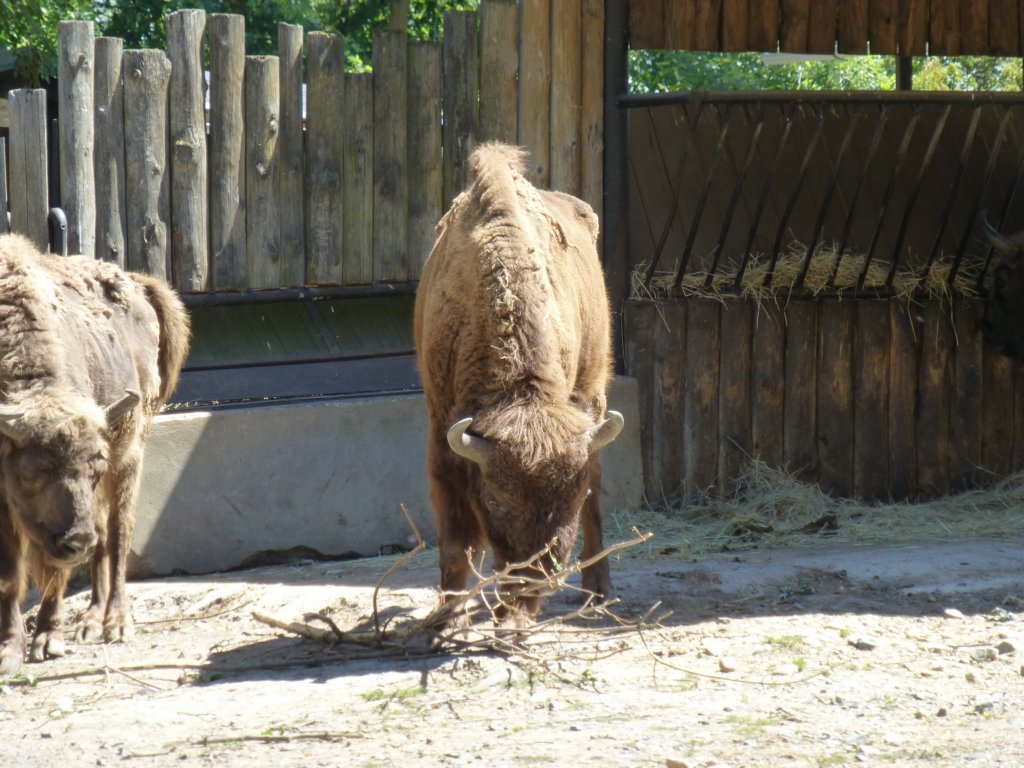 http://www.tonyco.net/pictures/Euro_Trip_2018/Zoo_Prague/photo124.jpg