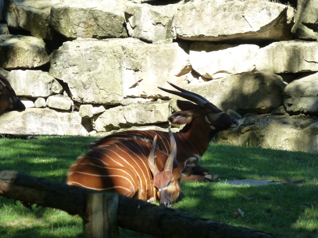 http://www.tonyco.net/pictures/Euro_Trip_2018/Zoo_Prague/photo32.jpg