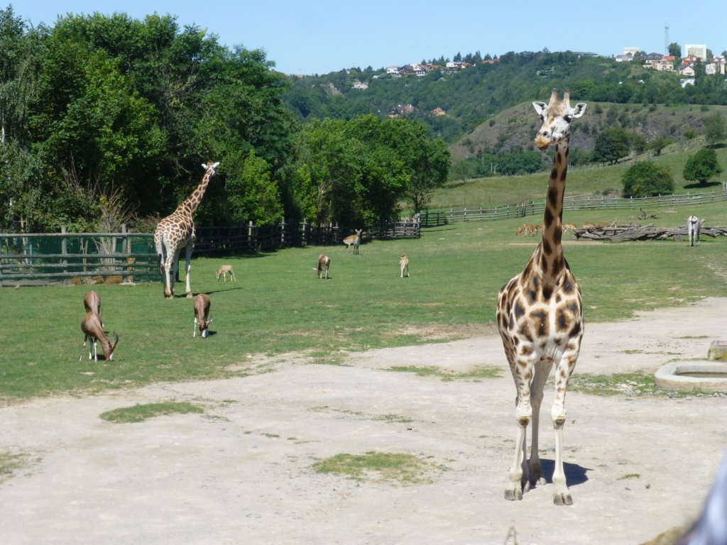 http://www.tonyco.net/pictures/Euro_Trip_2018/Zoo_Prague/photo59.jpg