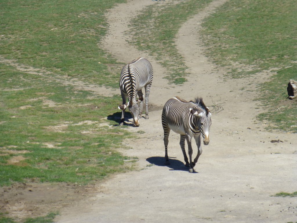 http://www.tonyco.net/pictures/Euro_Trip_2018/Zoo_Prague/photo62.jpg