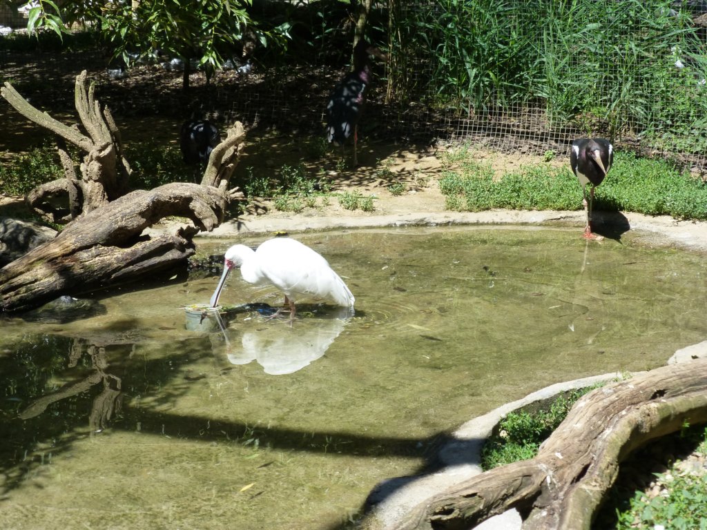 http://www.tonyco.net/pictures/Euro_Trip_2018/Zoo_Prague/photo76.jpg