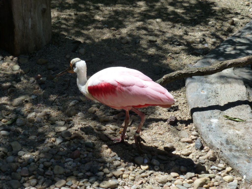 http://www.tonyco.net/pictures/Euro_Trip_2018/Zoo_Prague/photo78.jpg