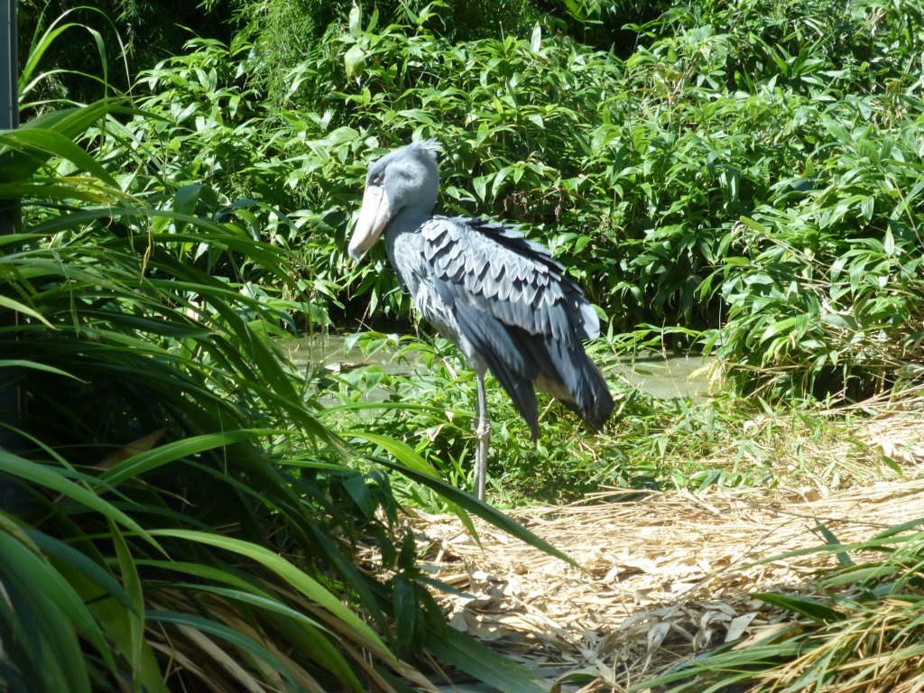 http://www.tonyco.net/pictures/Euro_Trip_2018/Zoo_Prague/photo81.jpg