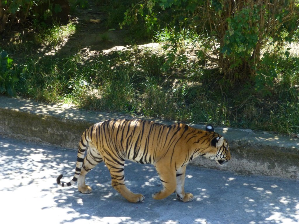 http://www.tonyco.net/pictures/Euro_Trip_2018/Zoo_Prague/photo84.jpg