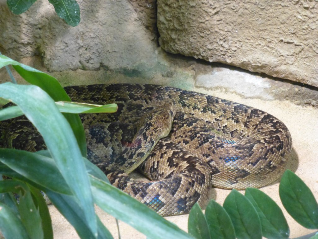 http://www.tonyco.net/pictures/Euro_Trip_2018/Zoo_Prague/photo95.jpg