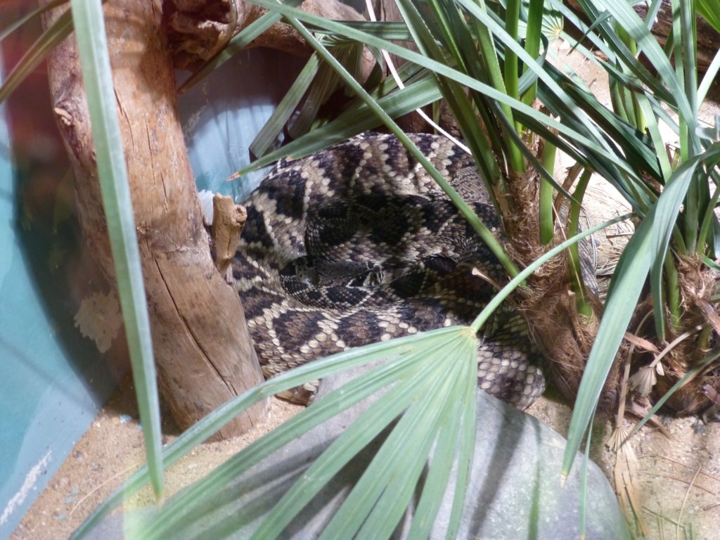 http://www.tonyco.net/pictures/Euro_Trip_2018/Zoo_Prague/photo96.jpg