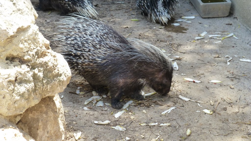 crestedporcupines.jpg