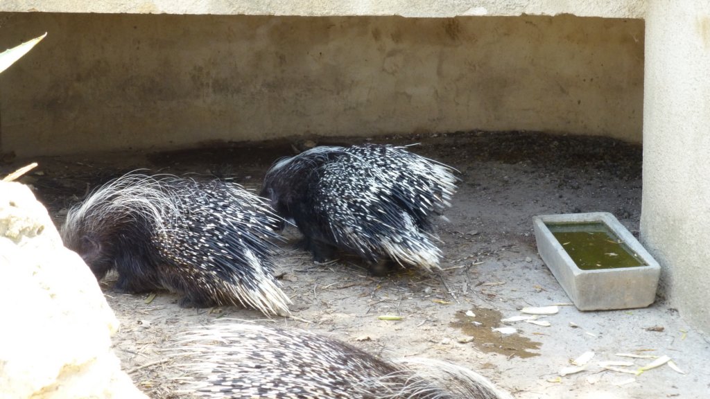 crestedporcupines2.jpg