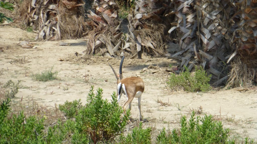 http://www.tonyco.net/pictures/Family_trip_2015/Reserve_Africaine_de_Sigean/cuviersgazelle.jpg