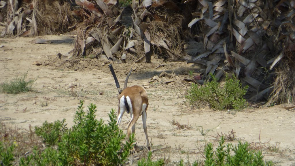 http://www.tonyco.net/pictures/Family_trip_2015/Reserve_Africaine_de_Sigean/cuviersgazelle2.jpg