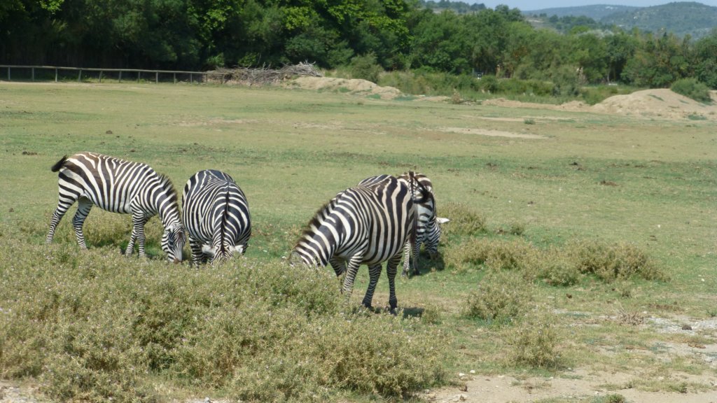 http://www.tonyco.net/pictures/Family_trip_2015/Reserve_Africaine_de_Sigean/grantszebra.jpg