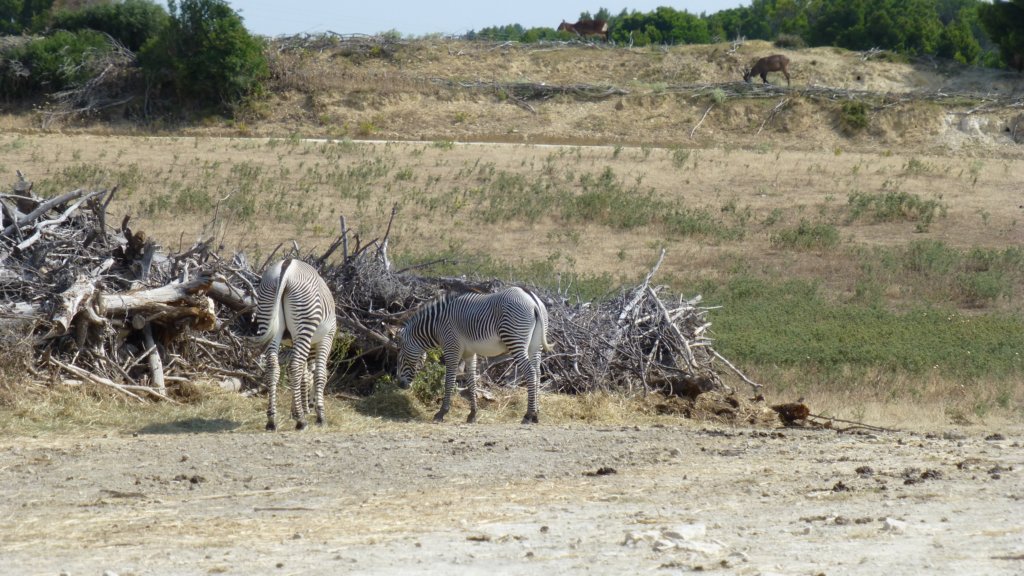 http://www.tonyco.net/pictures/Family_trip_2015/Reserve_Africaine_de_Sigean/grevyszebra.jpg