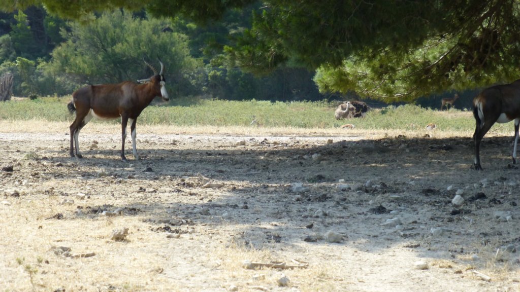 http://www.tonyco.net/pictures/Family_trip_2015/Reserve_Africaine_de_Sigean/sableantelope2.jpg