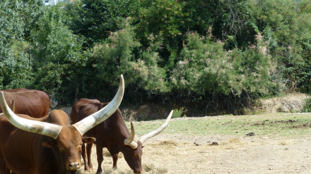 watusi2.jpg