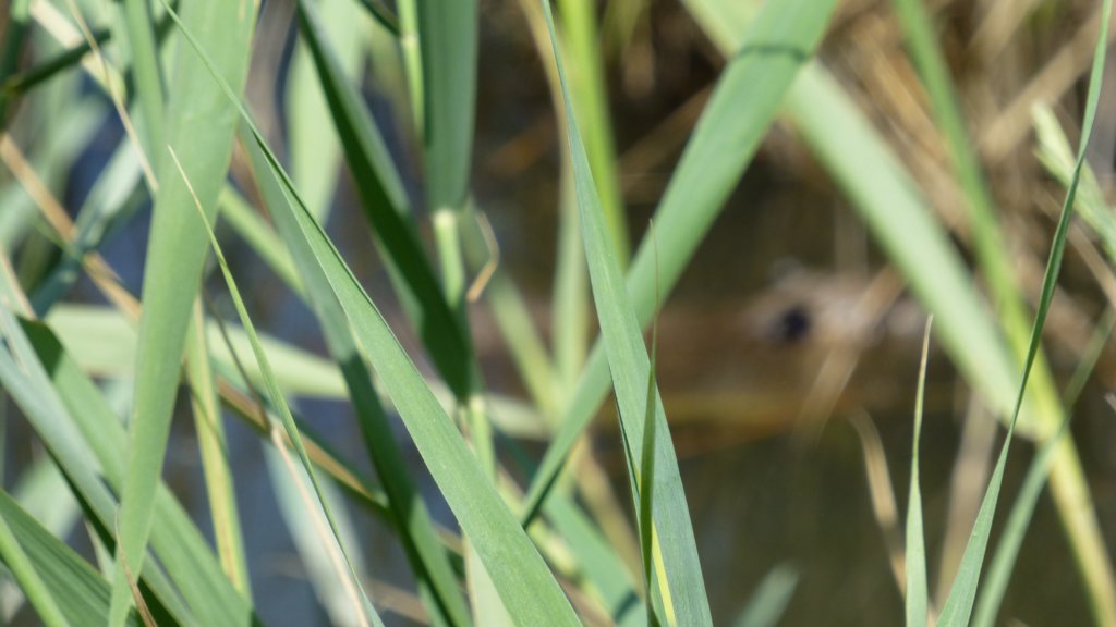 http://www.tonyco.net/pictures/Family_trip_2015/Rhone_River_delta_Camargue/p1120107.jpg