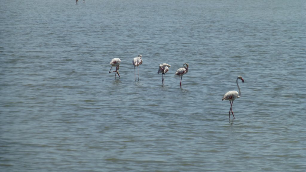 http://www.tonyco.net/pictures/Family_trip_2015/Rhone_River_delta_Camargue/photo12.jpg