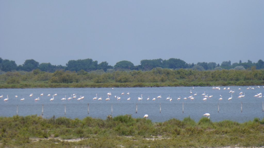 http://www.tonyco.net/pictures/Family_trip_2015/Rhone_River_delta_Camargue/photo15.jpg