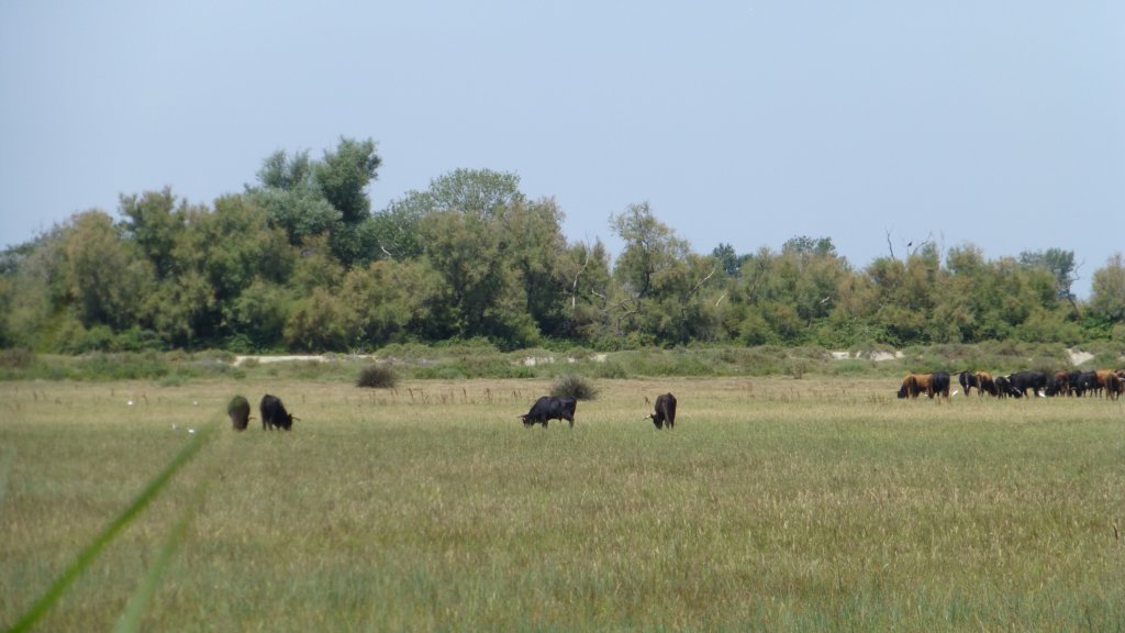 http://www.tonyco.net/pictures/Family_trip_2015/Rhone_River_delta_Camargue/photo16.jpg