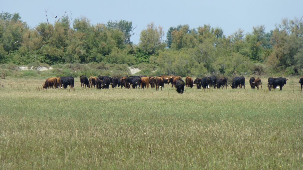 http://www.tonyco.net/pictures/Family_trip_2015/Rhone_River_delta_Camargue/photo17.jpg