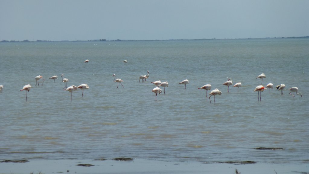 http://www.tonyco.net/pictures/Family_trip_2015/Rhone_River_delta_Camargue/photo28.jpg