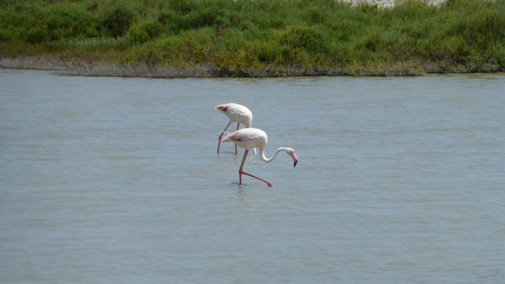 http://www.tonyco.net/pictures/Family_trip_2015/Rhone_River_delta_Camargue/photo30.jpg