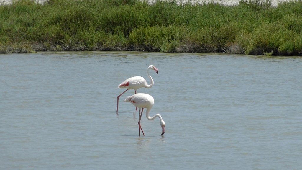 http://www.tonyco.net/pictures/Family_trip_2015/Rhone_River_delta_Camargue/photo32.jpg