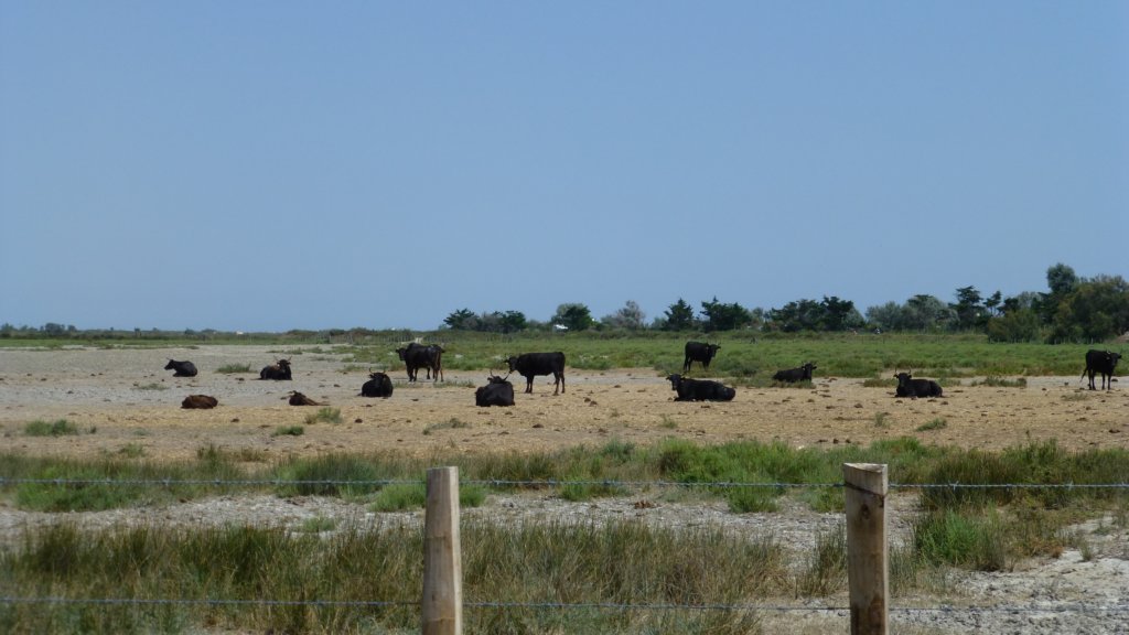 http://www.tonyco.net/pictures/Family_trip_2015/Rhone_River_delta_Camargue/photo43.jpg