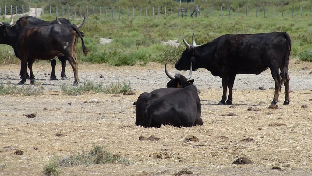 http://www.tonyco.net/pictures/Family_trip_2015/Rhone_River_delta_Camargue/photo46.jpg