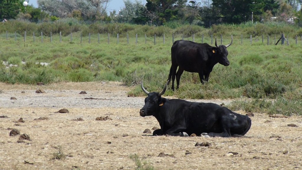 http://www.tonyco.net/pictures/Family_trip_2015/Rhone_River_delta_Camargue/photo47.jpg