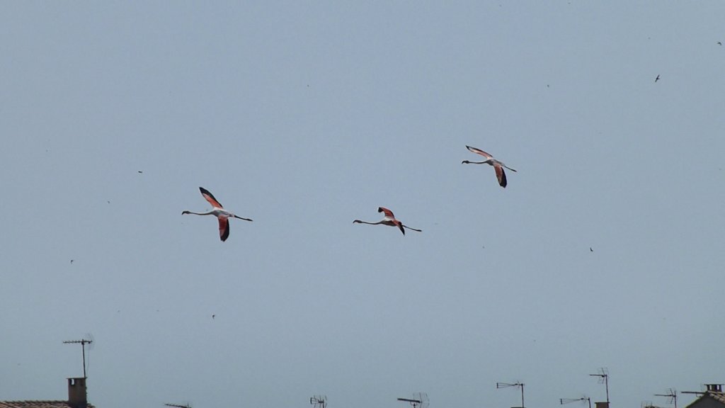 http://www.tonyco.net/pictures/Family_trip_2015/Rhone_River_delta_Camargue/photo49.jpg