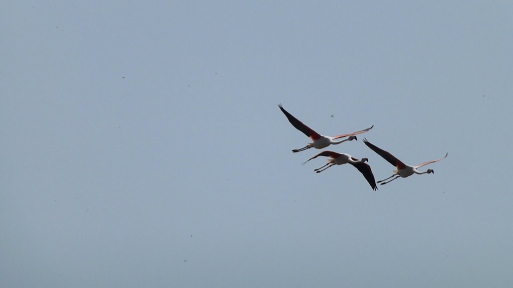 http://www.tonyco.net/pictures/Family_trip_2015/Rhone_River_delta_Camargue/photo50.jpg