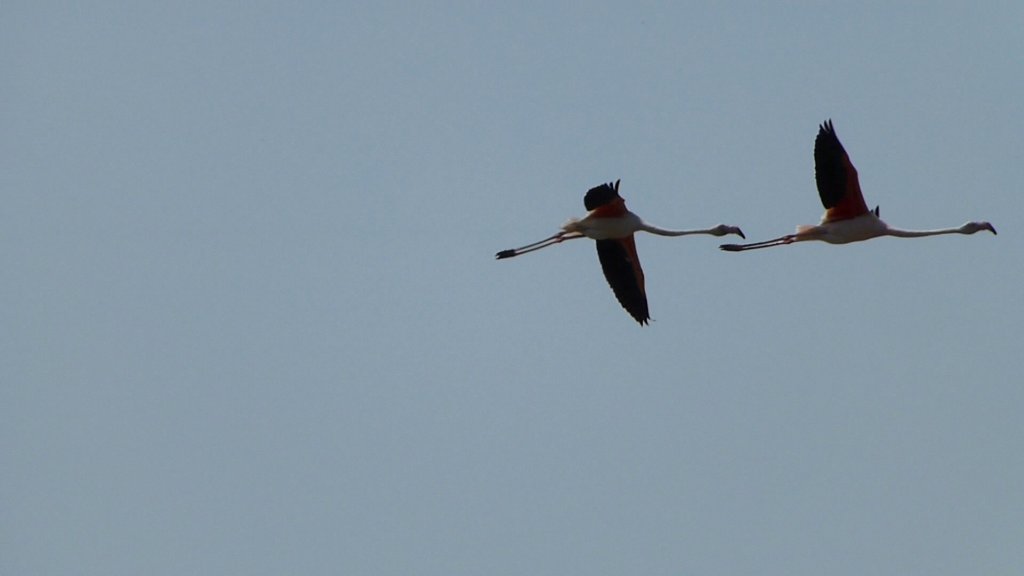 http://www.tonyco.net/pictures/Family_trip_2015/Rhone_River_delta_Camargue/photo51.jpg