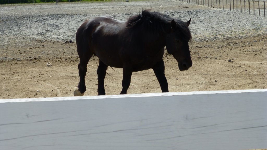 http://www.tonyco.net/pictures/Family_trip_2015/Rhone_River_delta_Camargue/photo56.jpg