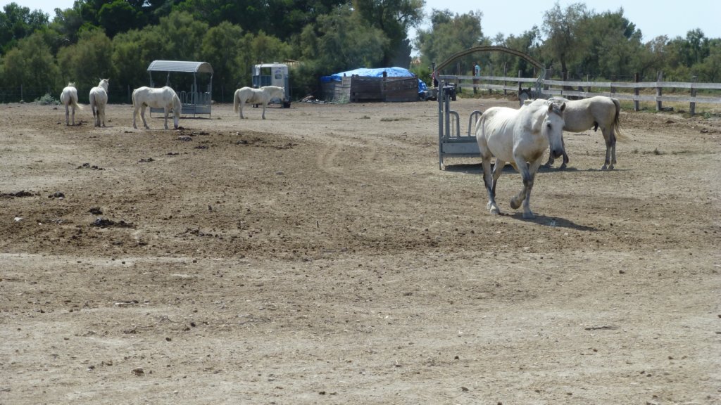 http://www.tonyco.net/pictures/Family_trip_2015/Rhone_River_delta_Camargue/photo57.jpg